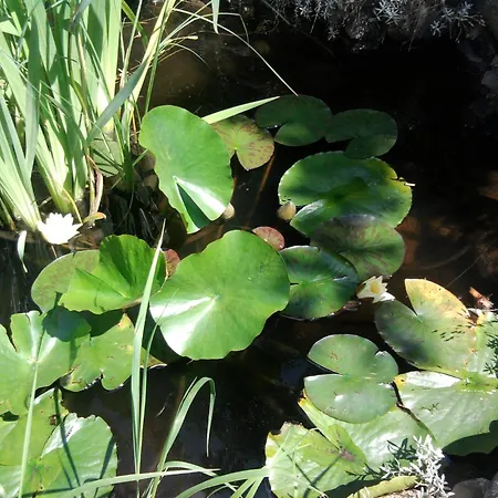 Secesja * Przygodzice