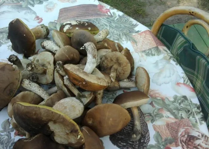 בית נופש Secesja