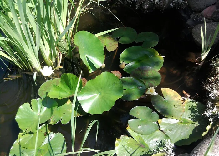 Secesja * Przygodzice