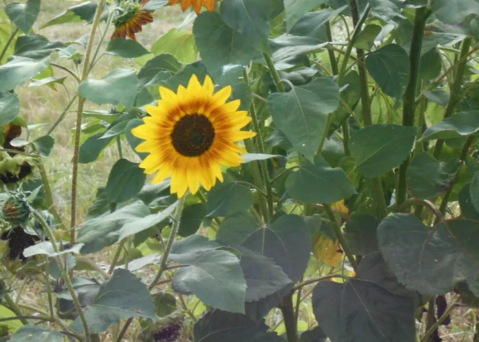 Secesja בית נופש