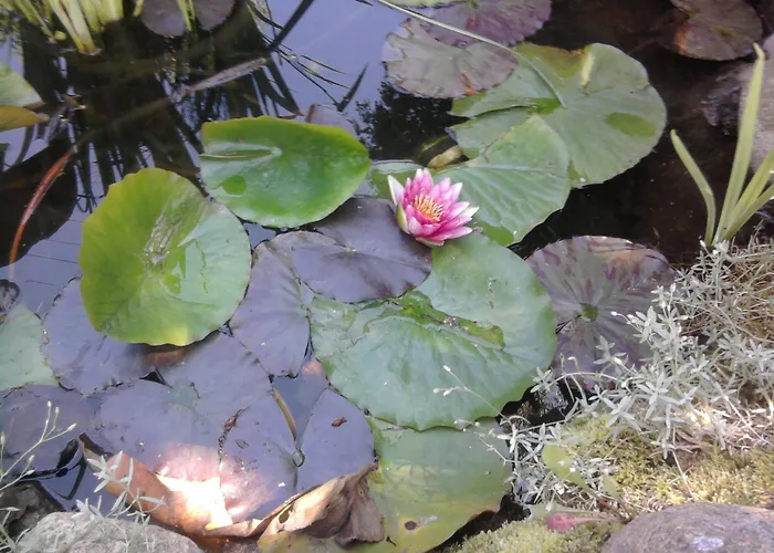 בית נופש Secesja *